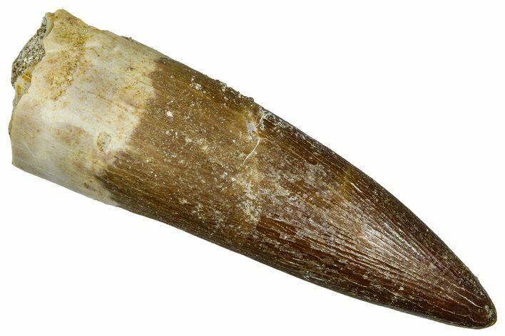 Fossil Plesiosaur (Zarafasaura) Tooth - Morocco #369978